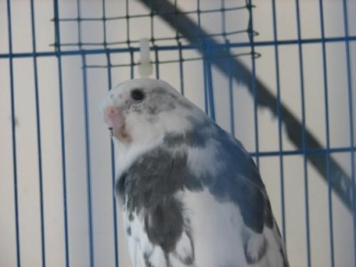 מזמר פייד כחול 2.JPG