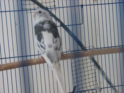 מזמר פייד כחול 1.JPG