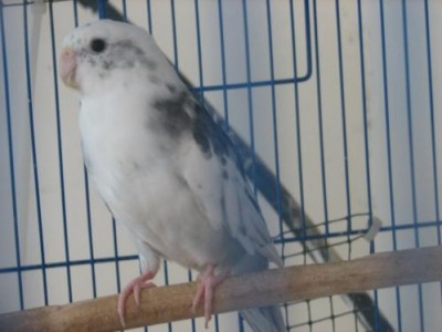 פייד כחול 3.JPG