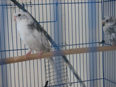 פייד כחול 4.JPG