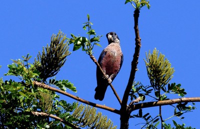 pione.violette.miga.1g.jpg