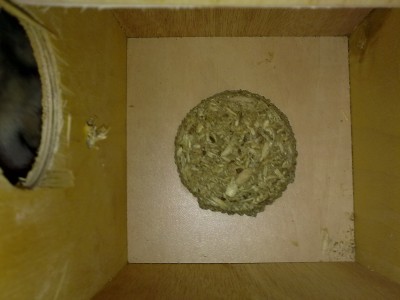 הינה התא מבפנים