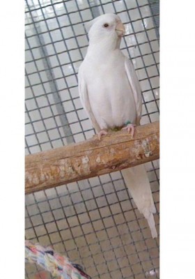 נקבה אלבינו.JPG