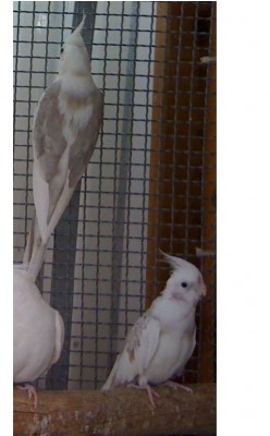 פייד קינמון.JPG