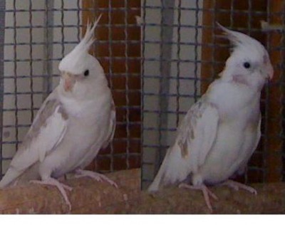 זוג פייד קינמון.JPG