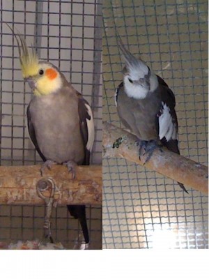 זכר וייט פייס,נקבה אפורה.JPG