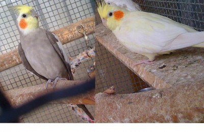 זכר אפור,נקבה לוטינו.JPG