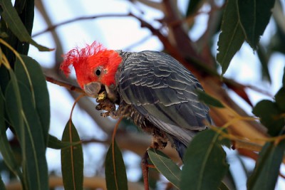 work.1547402.2.flat,550x550,075,f.gang-gang-cockatoo.jpg