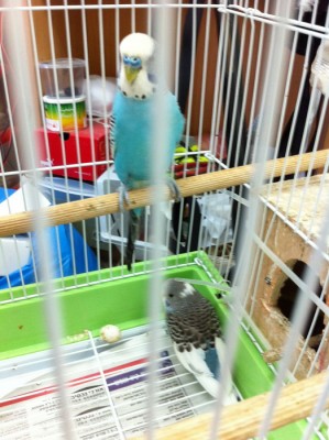 הגוזל והאבא