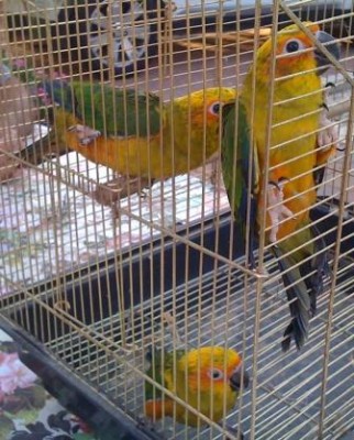 תמונה של הגוזלים