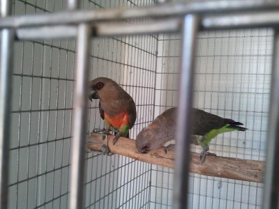 rssss.JPG