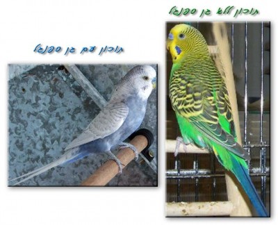 תמונה להמחשה