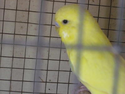 דאבל ספאנגל פאקטור מאצלי