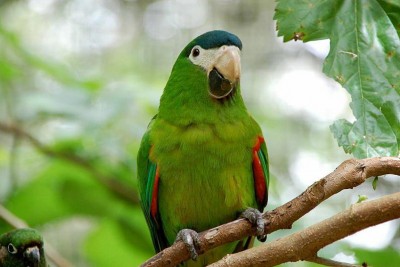 noble-macaw.jpg
