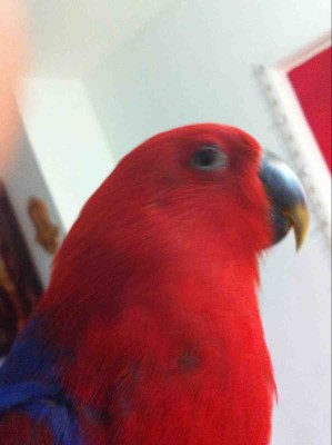 העין הסגורה