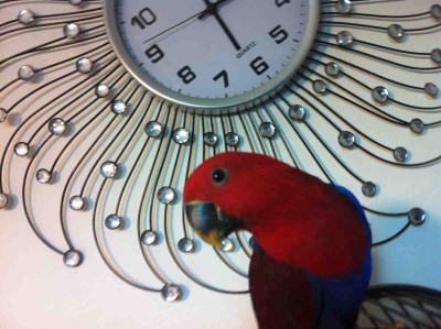 העין הבריאה