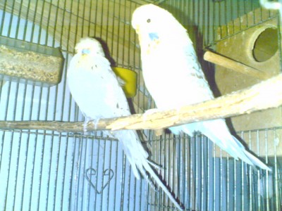 זוג יפיוף.jpg