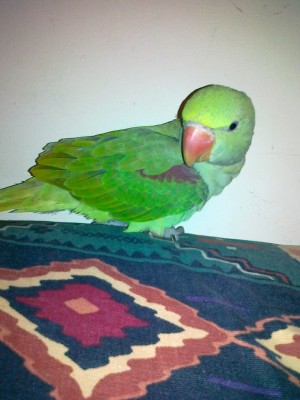 16102011446 (Copy).jpg