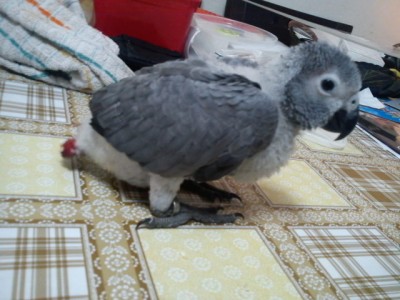 בגיל חודש וחצי