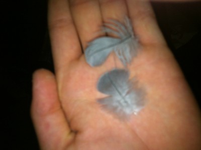 נוצות שהיו בתחתית הכלוב