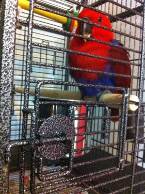 כלוב A12 מבט מקרוב