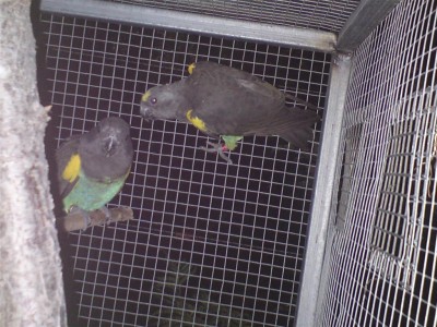 ביום שהגיעו..