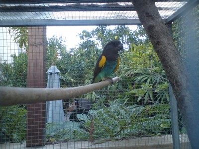 הזכר הבומבה! בגודל של הלורי.. :)