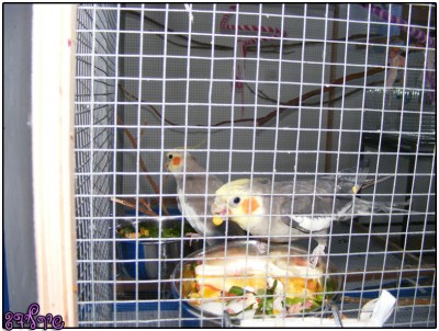 סימבה ופיצי