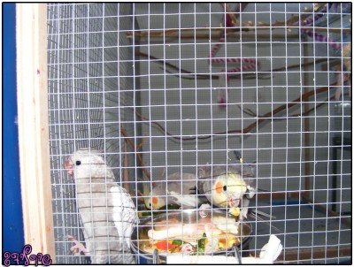 סימבה, נלה ופיצי