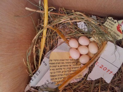 קובי 1.jpg