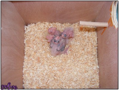 הגוזלים של נלה וסימבה