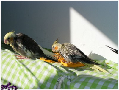 הפייד והפנינה של ג'וני ורייצ'ל