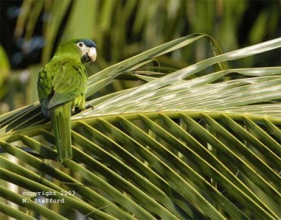 normal_%D7%90%D7%A8%D7%94_%D7%A0%D7%95%D7%91%D7%9C-Noble_Macaw[1].jpg