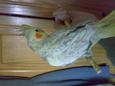 הנקבה - סמי .