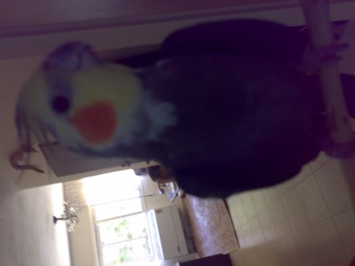 תמונת תקריב של הזכר - גושה .