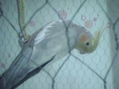 זאת התוכי הבת