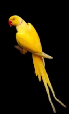 3-דררה צהובה.jpg