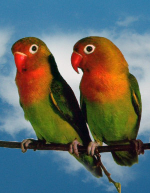 6-ציפור אהבה פישר.jpg