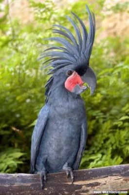 7-קאקדו דקלים.jpg