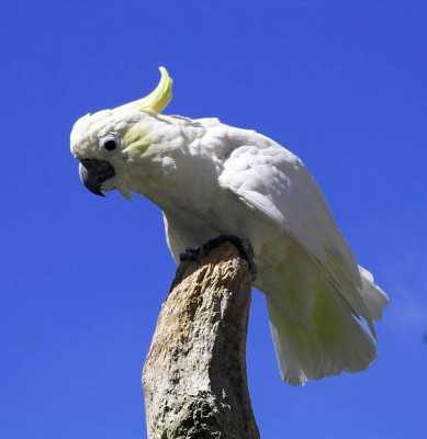 8-קאקדו צהוב ציצית.JPG