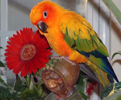 11-קוניור שמש.jpg