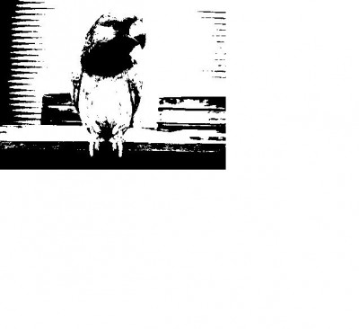 תוכי שחור-לבן.JPG