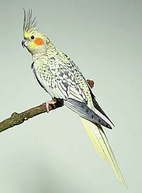 12-קוקטיל פנינה.jpg