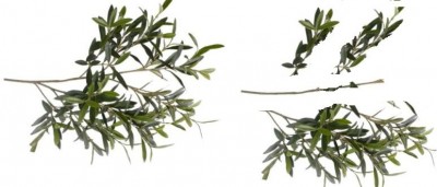 Untitled.jpg (36.05 KiB) נצפה 2892 פעמים מימין: הענף מפורק בהתאם לשימוש, משמאל: הענף השלם