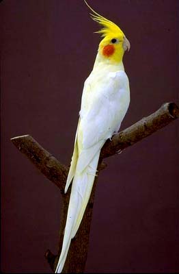 14-קוקטיל לוטינו.jpg