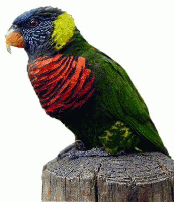 17-לורי קשת.gif