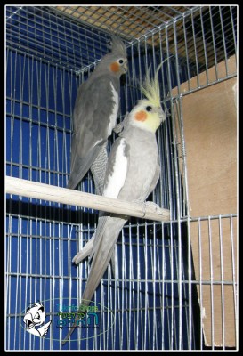 זוג קוקטילים עובד לריבוי