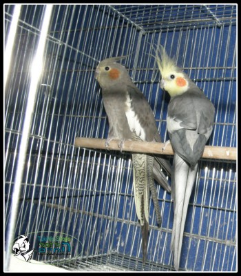 קוקטלים לריבוי