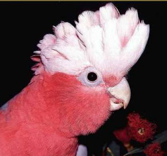 19-קאקדו גאלה.jpg