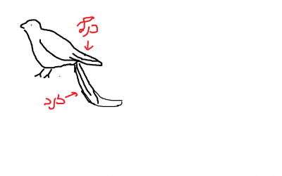 התמונה ממחישה את הציפור כשהיא על הרצפה.